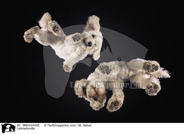 Labradoodle / Labradoodle / MAH-04495