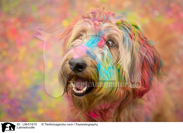 Labradoodle / Labradoodle / LM-01915