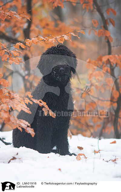 Labradoodle / Labradoodle / LM-01916
