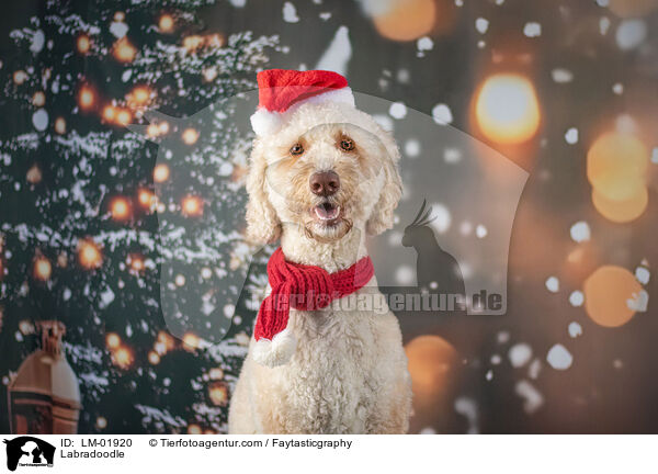 Labradoodle / Labradoodle / LM-01920