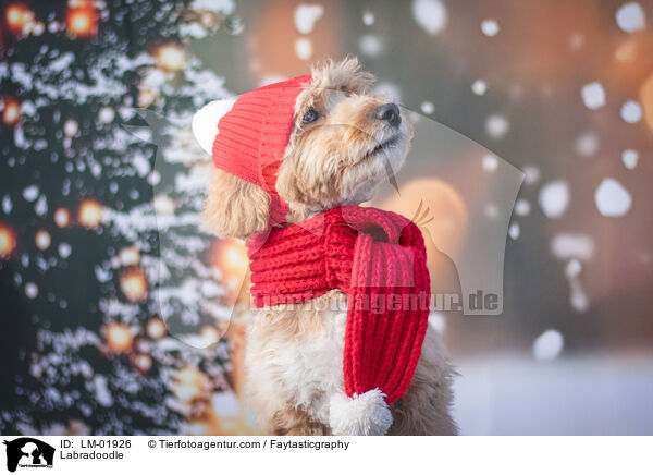 Labradoodle / Labradoodle / LM-01926