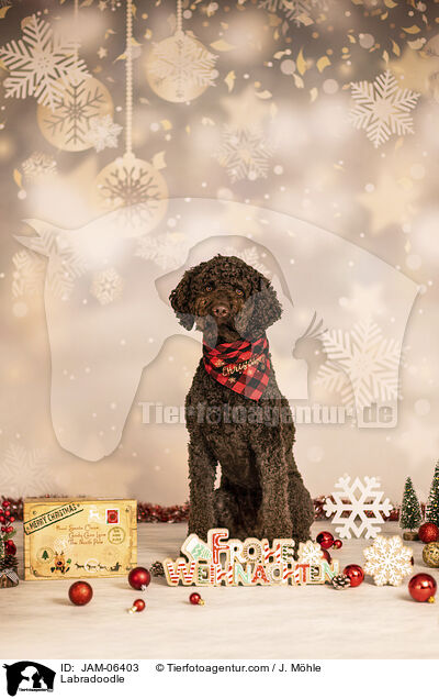 Labradoodle / Labradoodle / JAM-06403