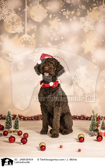Labradoodle / Labradoodle / JAM-06404