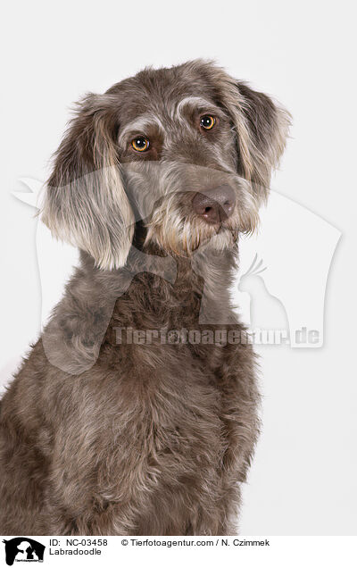 Labradoodle / Labradoodle / NC-03458