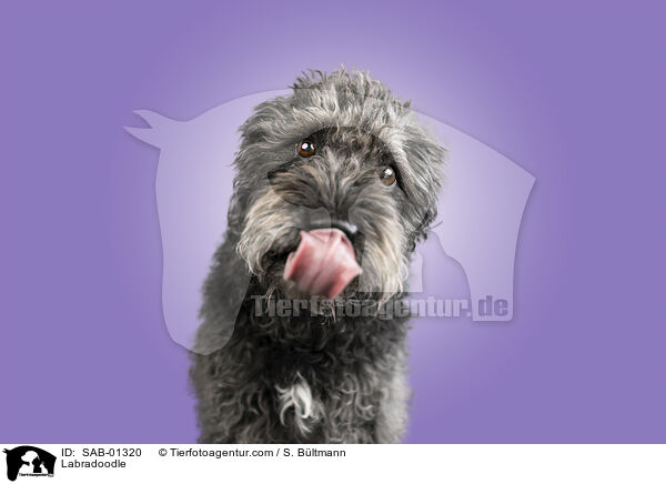 Labradoodle / Labradoodle / SAB-01320