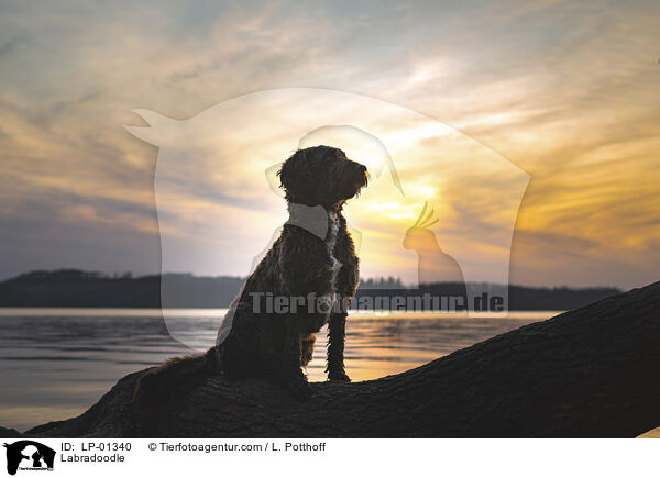 Labradoodle / Labradoodle / LP-01340