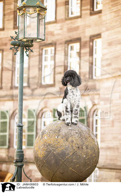 Labradoodle / Labradoodle / JAM-06803