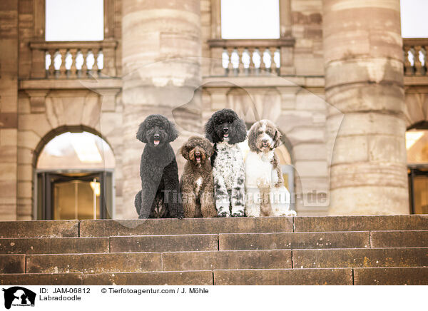 Labradoodle / Labradoodle / JAM-06812