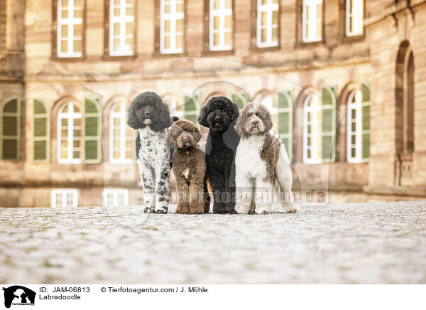 Labradoodle / Labradoodle / JAM-06813