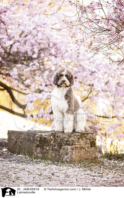Labradoodle / Labradoodle / JAM-06816