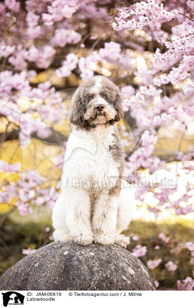 Labradoodle / Labradoodle / JAM-06819