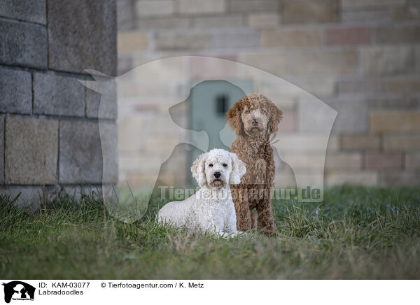 Labradoodles / Labradoodles / KAM-03077