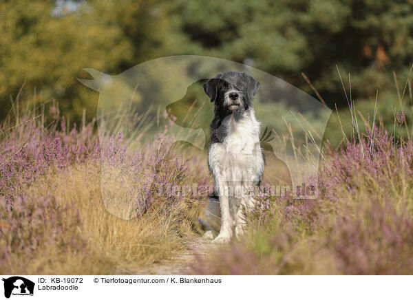 Labradoodle / Labradoodle / KB-19072