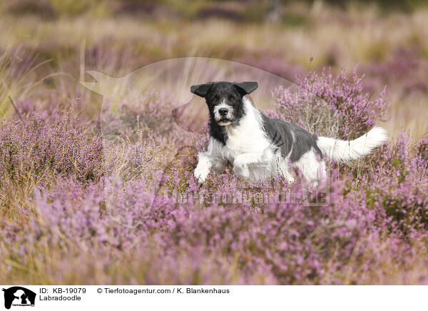 Labradoodle / Labradoodle / KB-19079