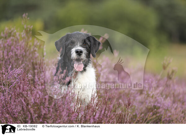 Labradoodle / Labradoodle / KB-19082
