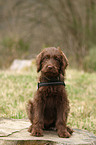 Labradoodle