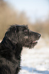 Labradoodle Portrait