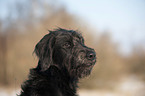 Labradoodle Portrait