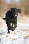 running Labradoodle