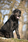 sitting Labradoodle