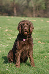 sitting Labradoodle