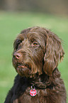 Labradoodle Portrait