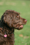 Labradoodle Portrait