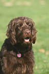 Labradoodle Portrait