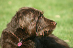 Labradoodle Portrait