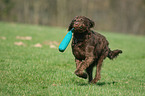 playing Labradoodle