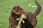 Labradoodle Portrait