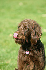 Labradoodle Portrait