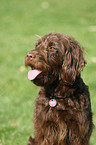 Labradoodle Portrait