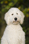 Labradoodle Portrait