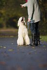 sitting Labradoodle