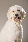 Labradoodle Portrait