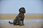 sitting Labradoodle