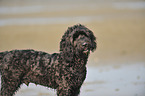 Labradoodle