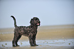 Labradoodle