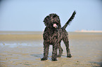standing Labradoodle