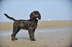 standing Labradoodle