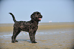 standing Labradoodle