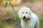 Labradoodle Portrait