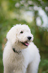 Labradoodle Portrait