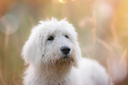 Labradoodle Portrait