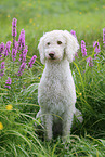 sitting Labradoodle