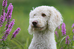 Labradoodle Portrait