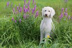 sitting Labradoodle