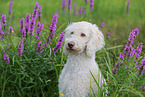 Labradoodle Portrait