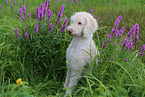 sitting Labradoodle